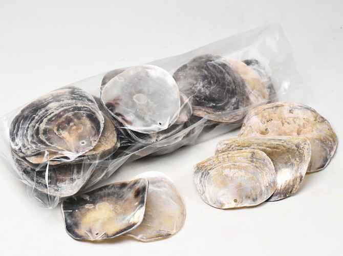 Placuna Muscheln 30-Pack