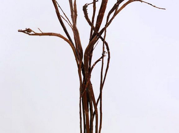 Salix Sekka 80cm per branch