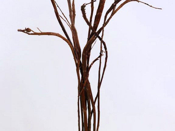 Salix Sekka 80cm pro Zweig