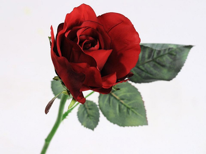 Rose Red 30cm