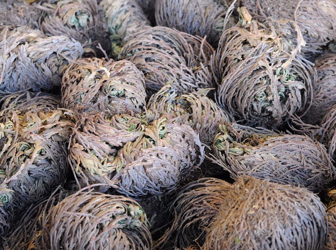 Rose of Jericho XL