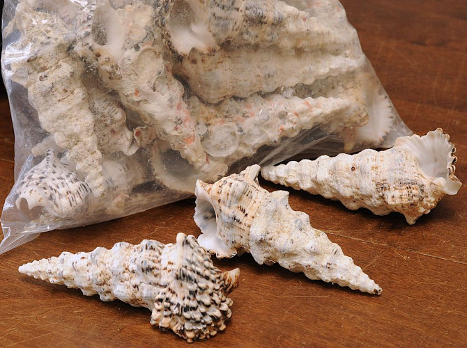 Shells Nadolosum 1kg