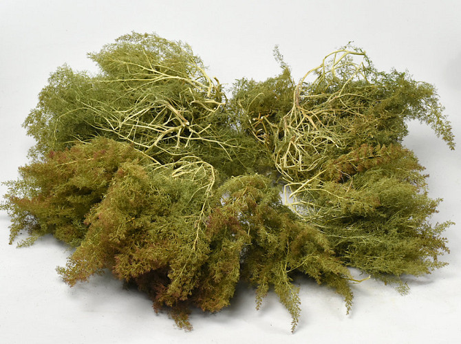 Sea Moss 2nd Quality