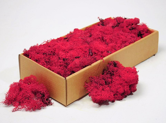 Reindeer Moss Raspberry Red 500g.