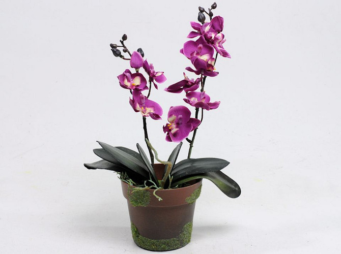 Pot with Orchids Fuchsia H30cm