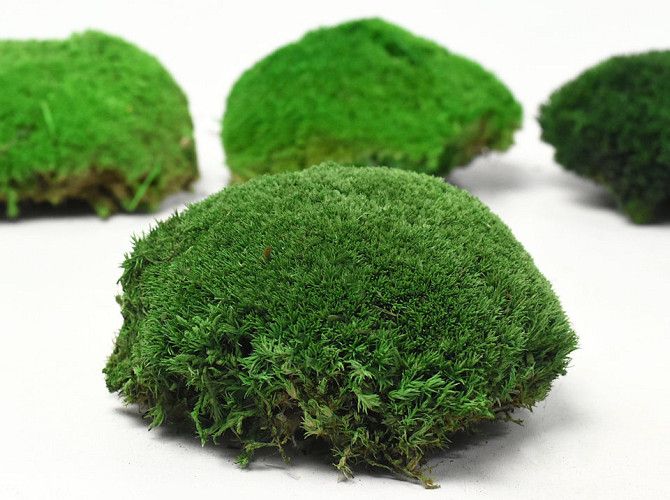 Cushion Moss Forest Green Sample