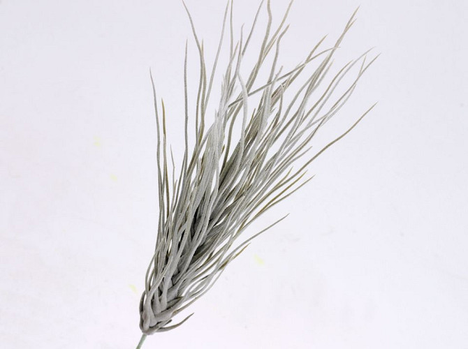 Pick of Tillandsia 35cm