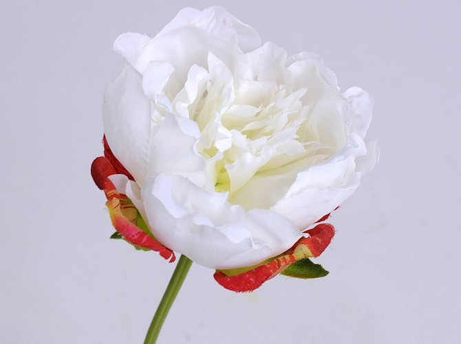 Peony Rose 25cm White