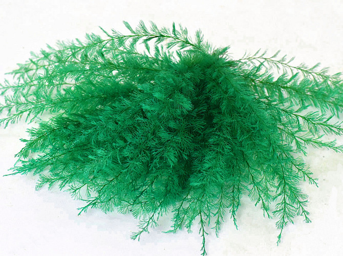 Air Fern Green 15cm 5-Pack 