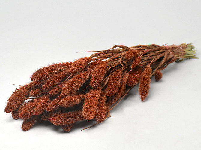 Setaria Burnt Orange 65cm