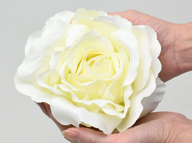 Rose Cream D21cm