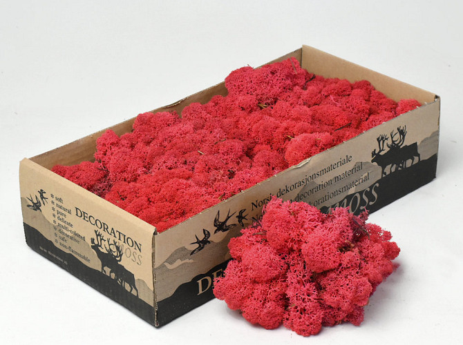 Reindeer Moss Red 500g.