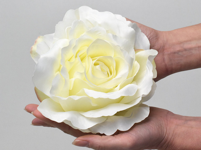 Rose Satin D20cm Creme