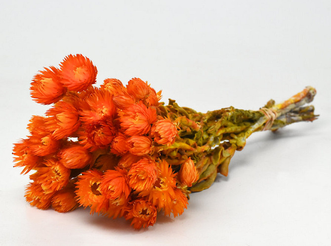 Helichrysum Vestitum Orange 