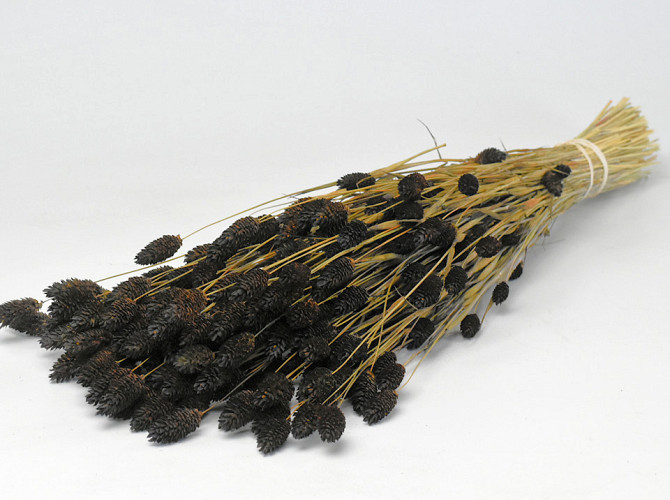 Phalaris Dark Brown 70cm