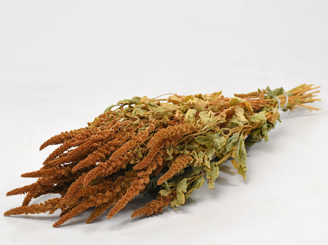 Amaranthus Orange 70cm