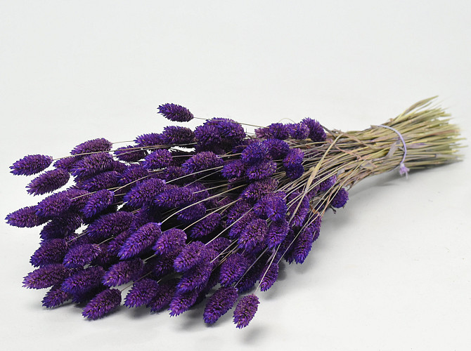 Phalaris Lavendelpaars 70cm