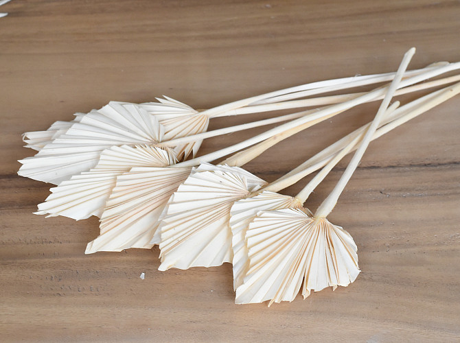 Palm Spear Bleached 40-55cm 