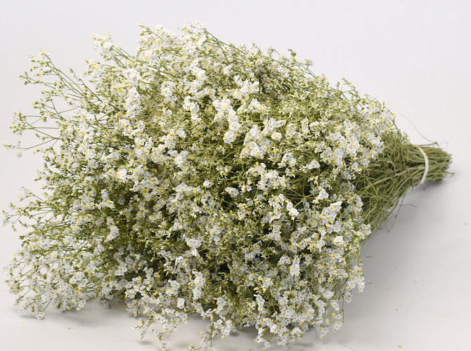 Limonium White 25pcs Big Pack