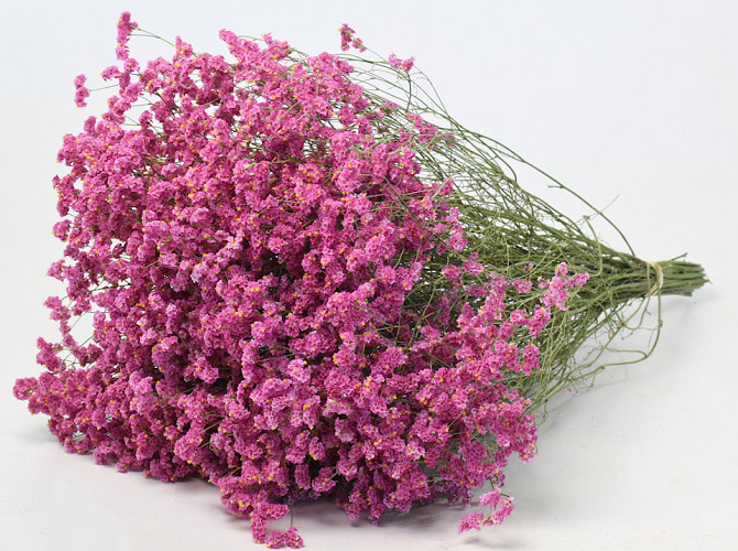 Limonium Pink 25pcs Big Pack