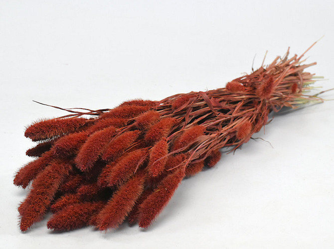 Setaria Rusty Red 65cm