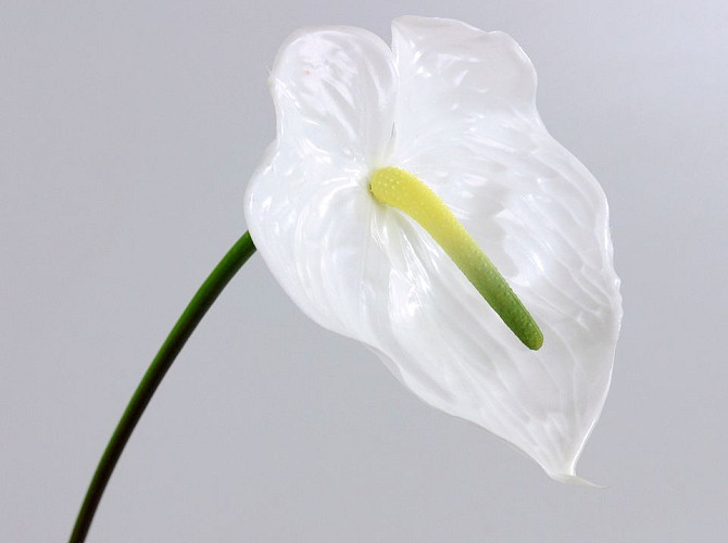 Anthurium  70cm-18cm white