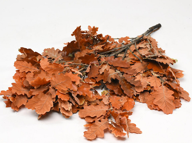 Oak Leaves Orange 50-60cm