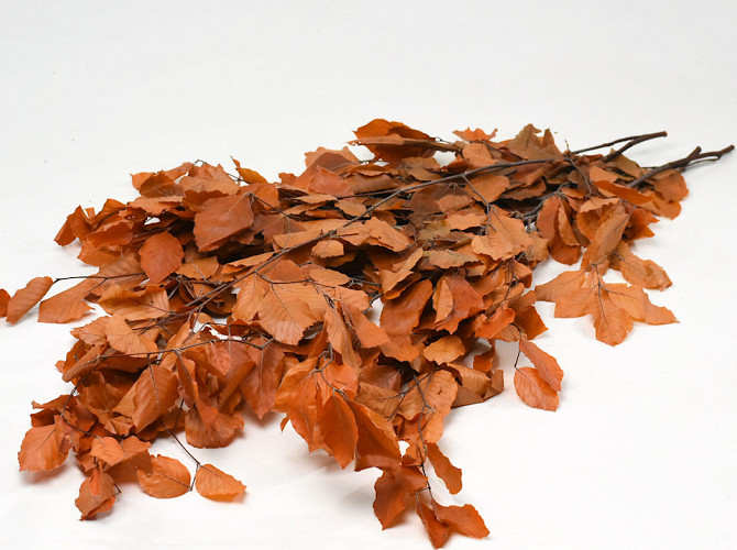 Beech Leaves Orange 80cm