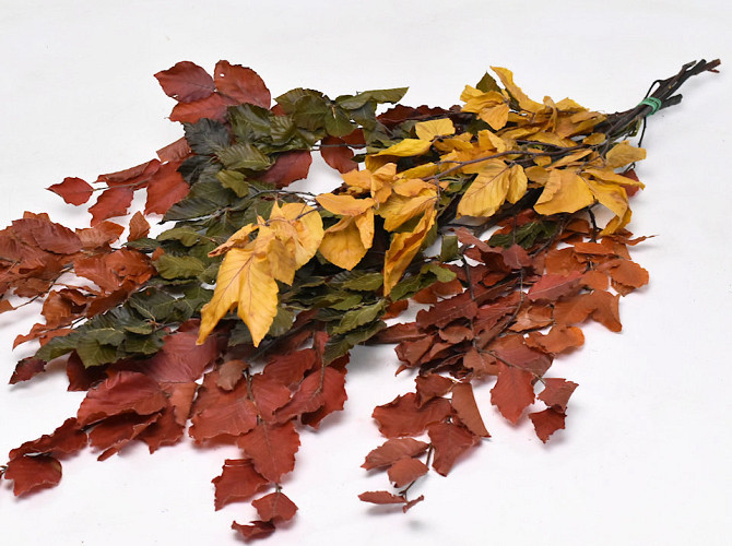 Beech Leaves Mix 80cm 150gr.