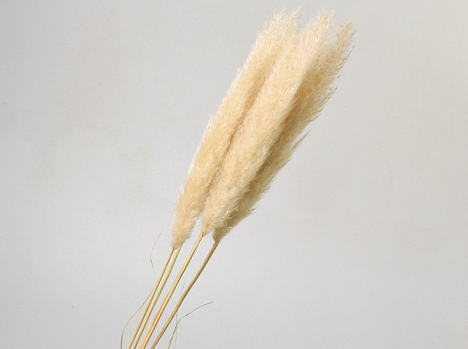 Pampas grass 90cm