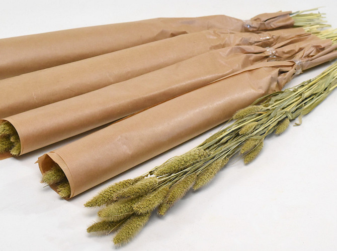 Setaria Eingewickelt 70cm