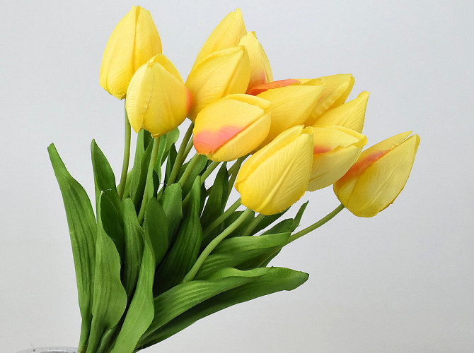 Tulip Yellow 50cm 