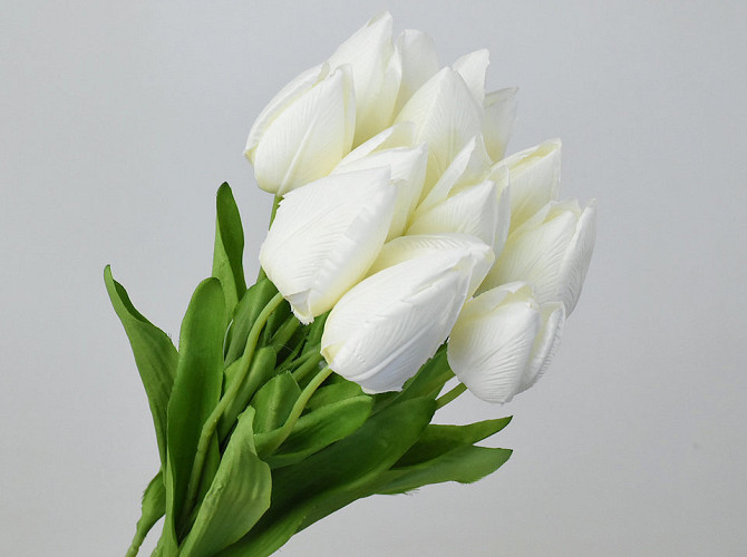 Tulip Cream 50cm 