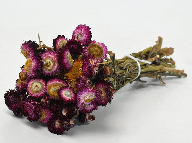 Helichrysum Dark Pink 40cm