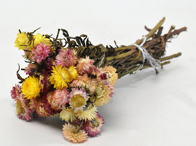 Helichrysum Mix 40cm