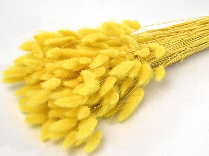 Lagurus Yellow 65cm