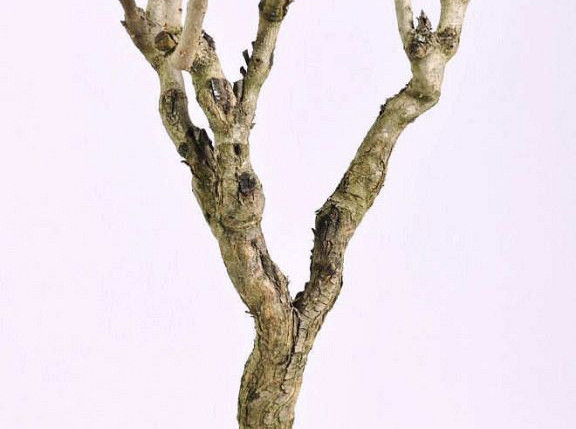 Flieder Holz 60-80cm