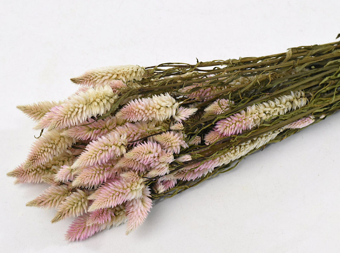 Celosia Rosa 50cm