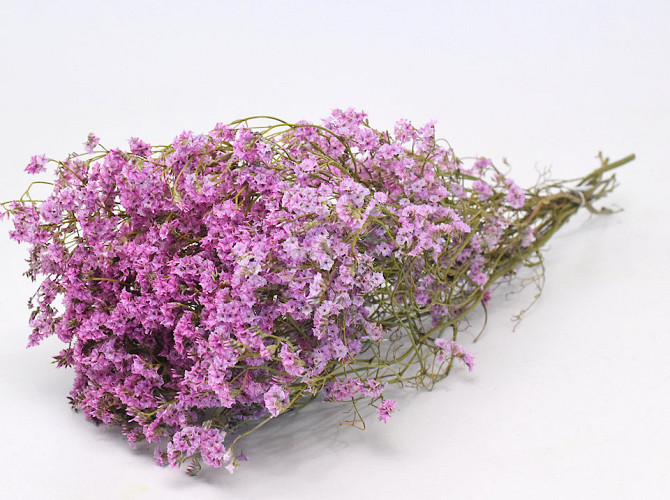 Limonium 60cm Hellrosa