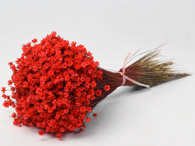 Kurzführer Aus Nylon – Rot, 25 Mm Breite, 30 Cm Länge, Von Flamingo