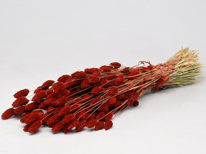 Phalaris Red 70cm