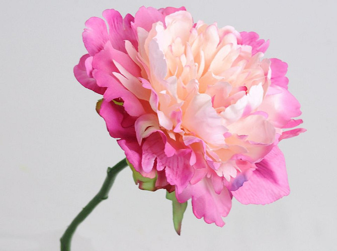 Peony Rose XL 30cm Pink-White