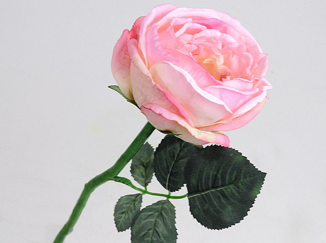 Tea Rose 33cm light Pink