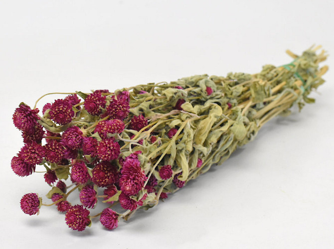 Gomphrena Purple 45cm