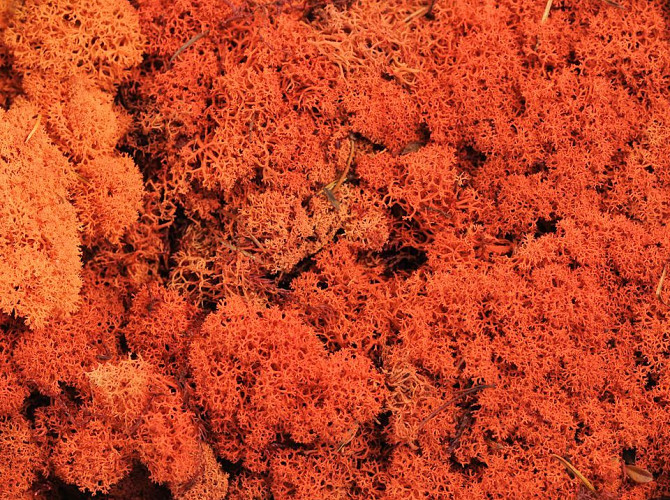 Reindeer Moss Orange per kg