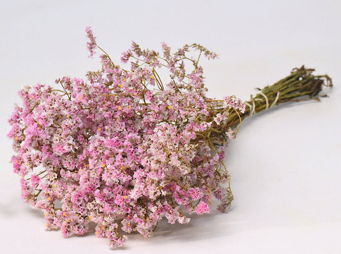 Limonium 45cm Hellrosa