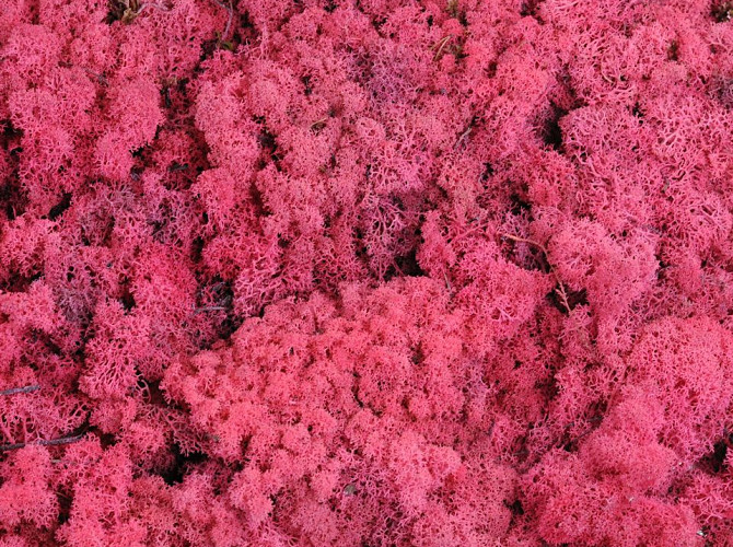 Reindeer Moss Fuchsia per kg