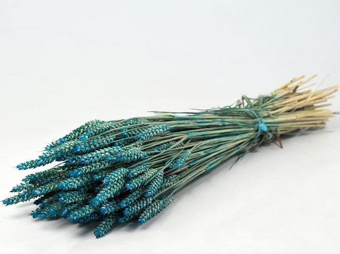 Triticum Petrol Blau (Weizen) 70cm