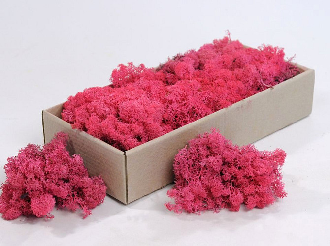 Islandmoos Fuchsia 500Gr.