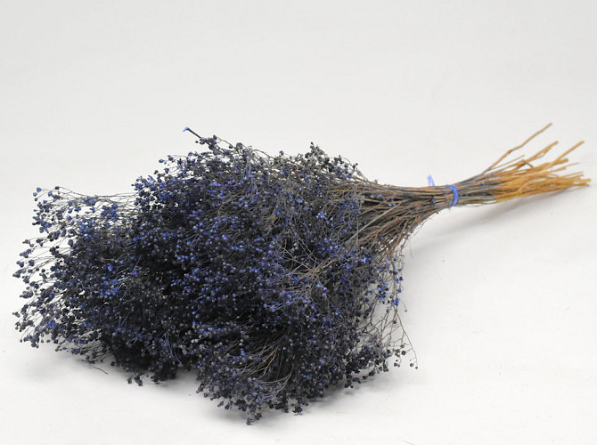 Broom Bloom Blue 50cm